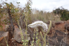 Anisochilus dysophylloides
